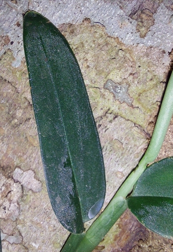Foto de Costela-de-adão