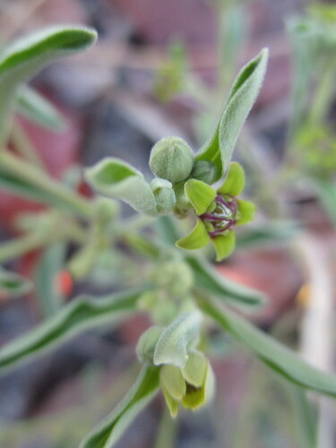 Raphionacme velutina