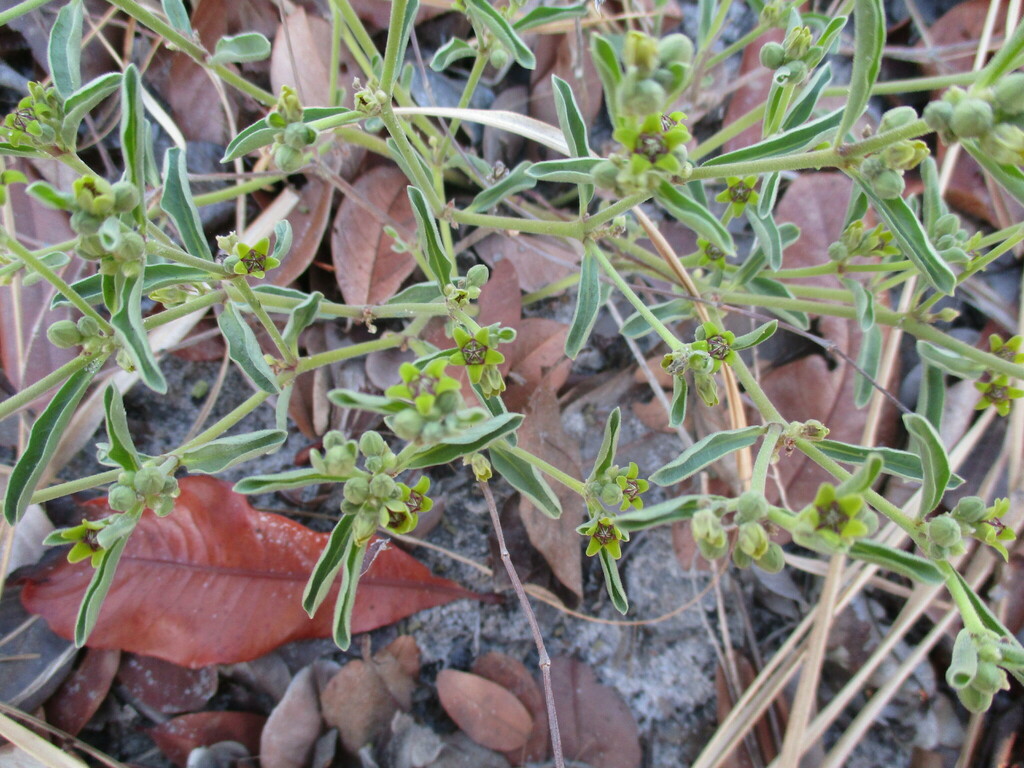 Raphionacme velutina Schltr. 2
