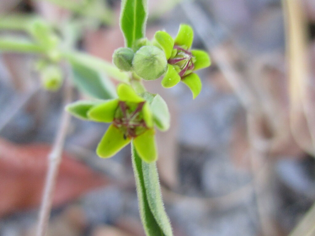 Raphionacme velutina Schltr.