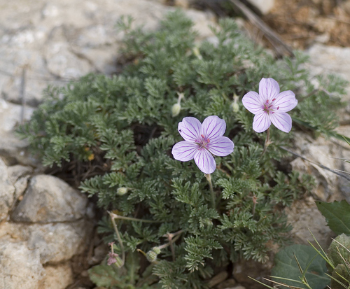 Rock stork's-bill (Erodium foetidum)