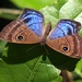 Mariposa Marcas de Metal Púrpura con Ojos - Photo (c) shirdipam, algunos derechos reservados (CC BY-NC), subido por shirdipam