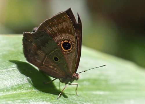Purple-washed Eyed-Metalmark