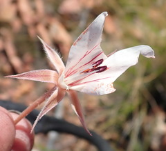 Pelargonium carneum