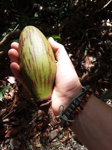 Pseudobombax septenatum (Jacq.) Dugand 3
