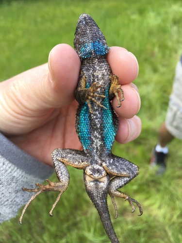 iNaturalist observation photo of Western Fence Lizard