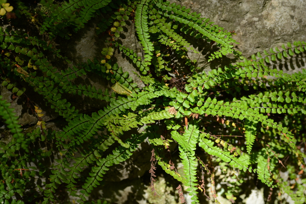 Maidenhair Spleenwort From Pacz Towice Polska On July At Am By Id Inaturalist