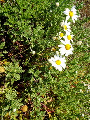 Anthemis maritima