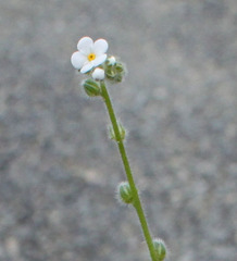 Plagiobothrys collinus
