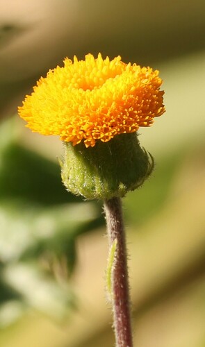 Crassocephalum vitellinum