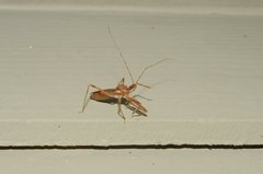 Rocconota annulicornis