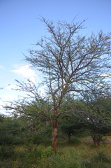 Senegalia polyacantha