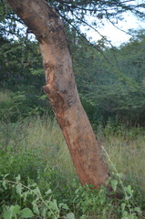 Senegalia polyacantha