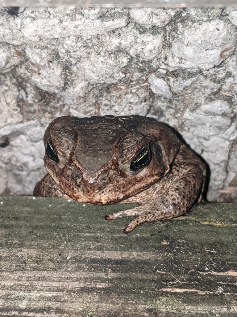 Cane Toad from Naples, FL 34114, USA on December 1, 2023 at 0824 PM by nezzuar. Captured and