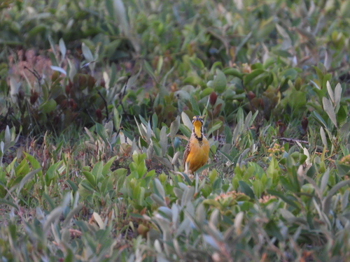 Fülleborn's Longclaw (Macronyx fuelleborni), photo 9