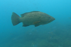 Broomtail Grouper photo 4