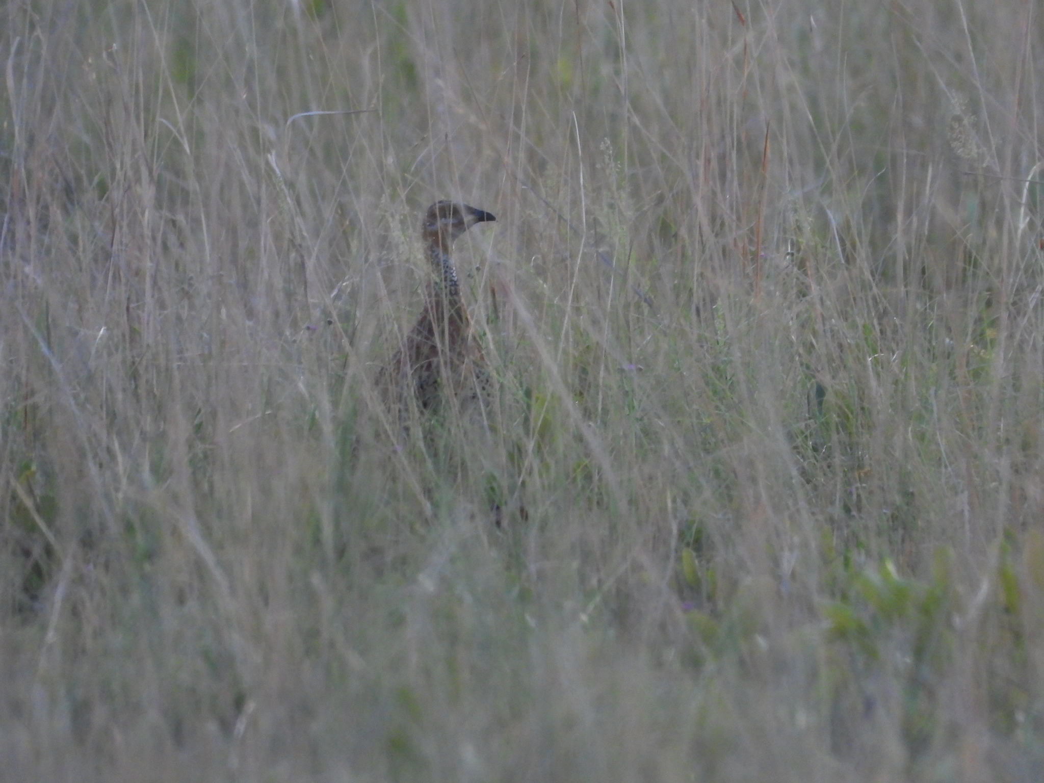 Red-winged Francolin (Scleroptila levaillantii), photo 10