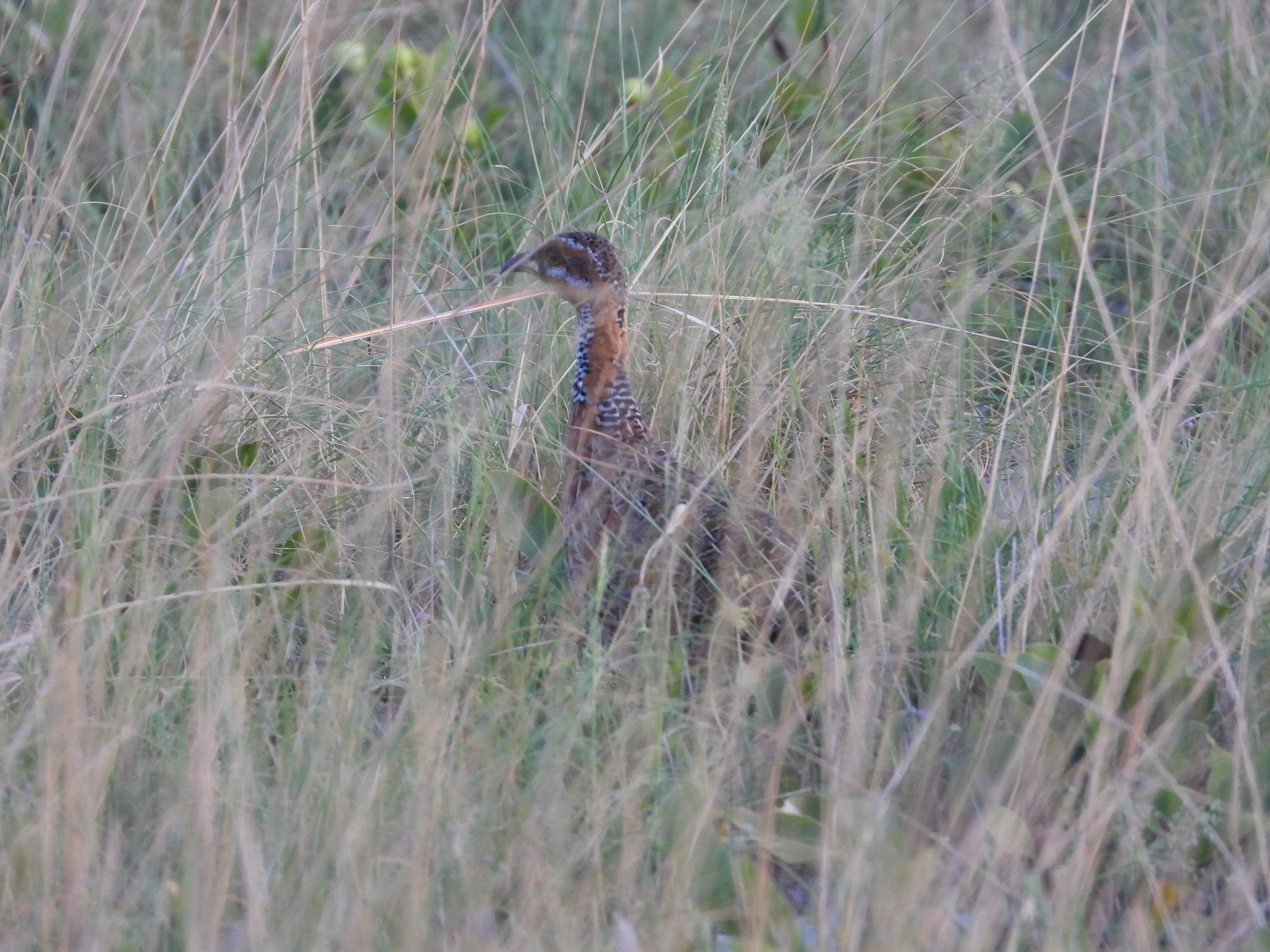 Red-winged Francolin (Scleroptila levaillantii), photo 8