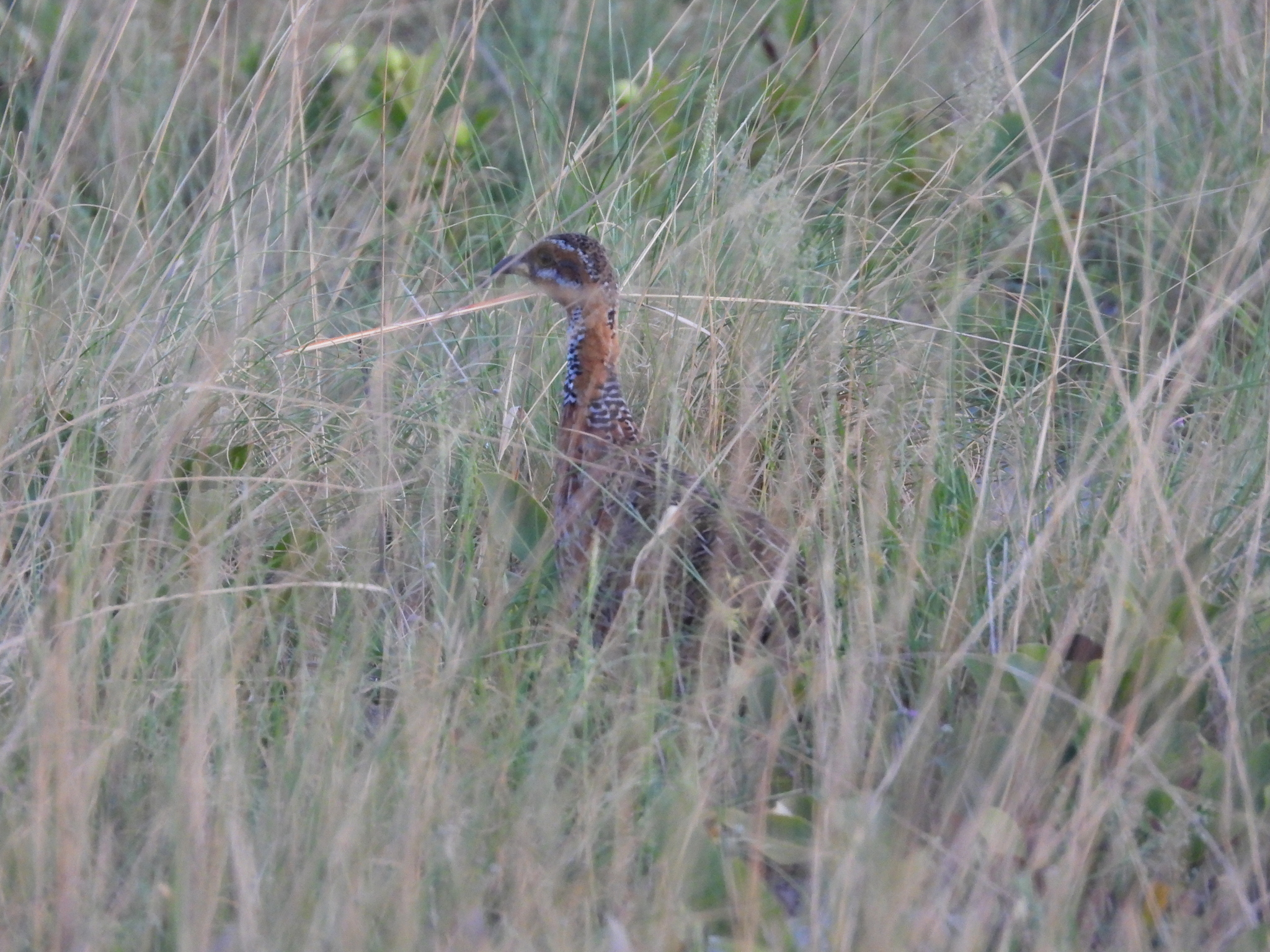 Red-winged Francolin (Scleroptila levaillantii), photo 9
