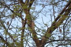 Senegalia polyacantha