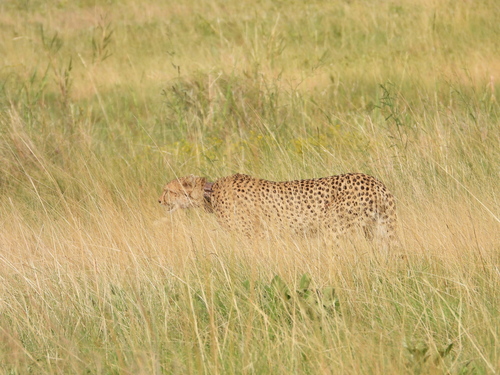 Southern and Eastern African Cheetah