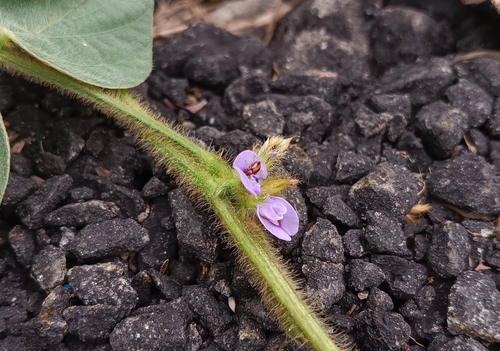 Image of Calopogonium mucunoides by (c) renjus box, some rights reserved (CC BY)