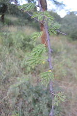 Senegalia polyacantha