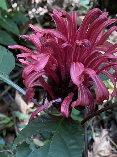 Justicia carnea