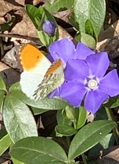 Anthocharis cardamines