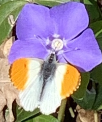 Anthocharis cardamines