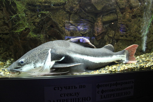 Red Tail Catfish