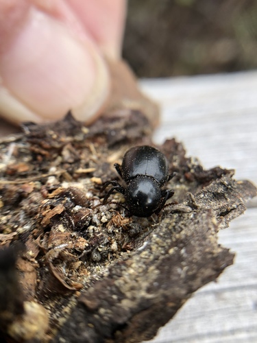 Misolampus scabricollis