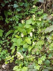 Primula elatior