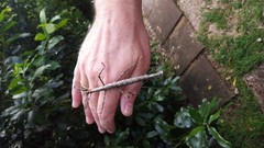 Acanthoxyla geisovii