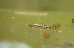 Plesiomyzon baotingensis