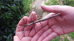 Acanthoxyla geisovii