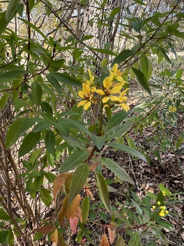Galphimia gracilis