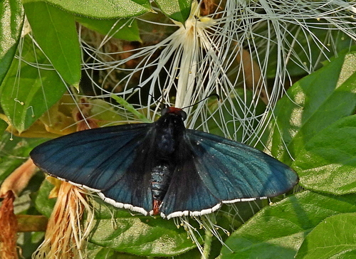 Elbella intersecta