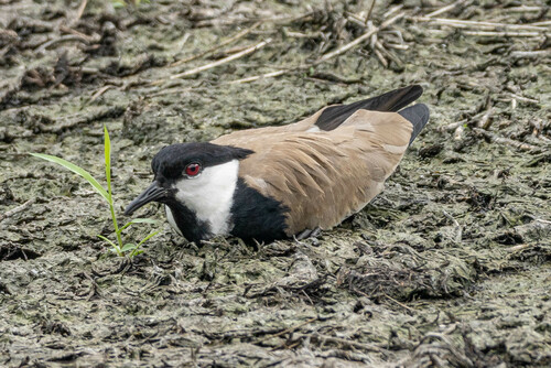 Spur-winged Lapwing