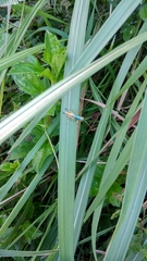 Caryanda spuria