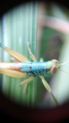 Caryanda spuria