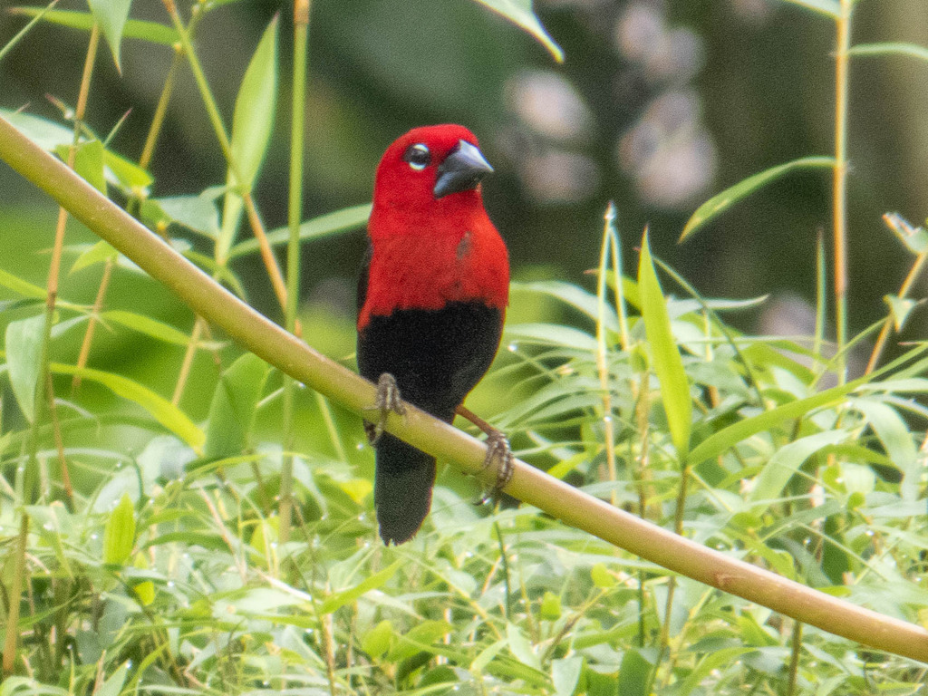Black-Bellied Seedcracker