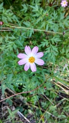Cosmos caudatus