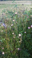 Cosmos caudatus