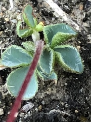 Oxalis imbricata violacea