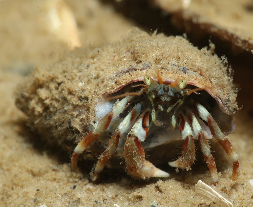 Photo of Common hermit crab (Pagurus bernhardus)