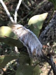Megalopyge albicollis