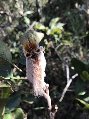 Megalopyge albicollis
