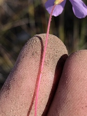 Oxalis imbricata violacea