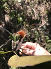 Megalopyge albicollis
